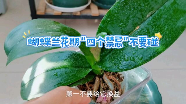 蝴蝶兰花期有“四个禁忌”不要碰