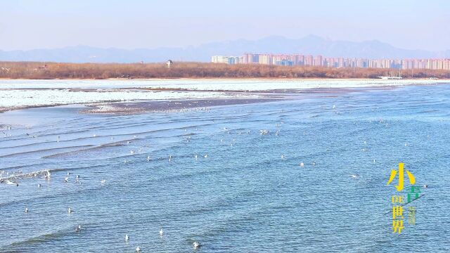 海冰|海港区