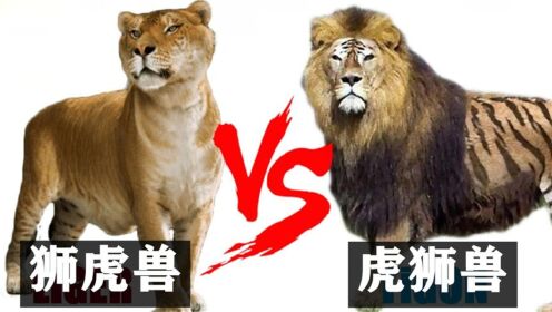 同是杂交后代，狮虎兽和虎狮兽有什么区别？为何却说后者更珍贵？