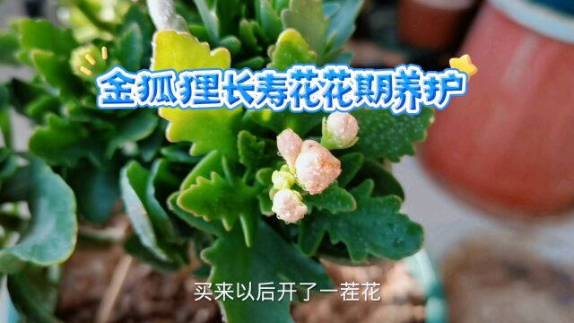 金狐狸长寿花花期做好四点养护,花苞大又多