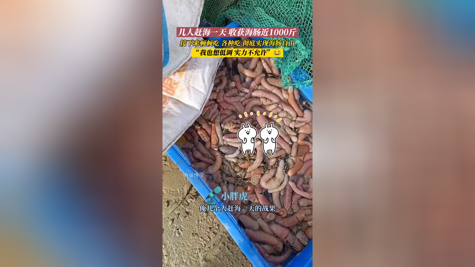 赶海一天收获海肠近1000斤,彻底实现海肠自由