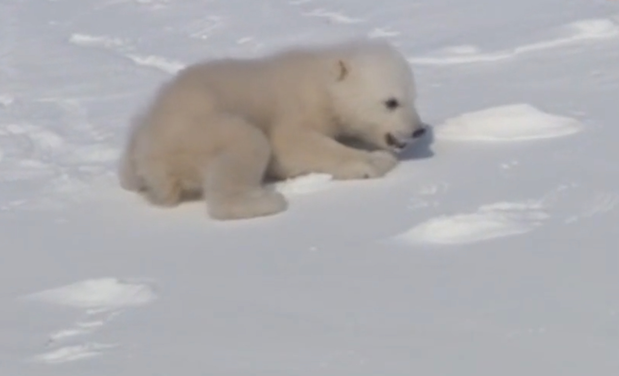 笑喷!北极熊妈妈教宝宝滑雪,小北极熊实在太胆小了