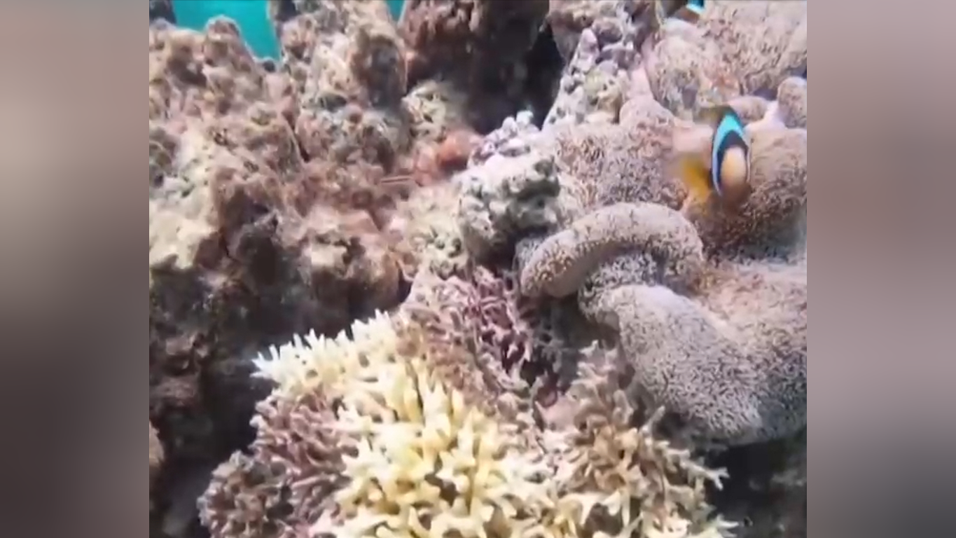 大堡礁小报图片