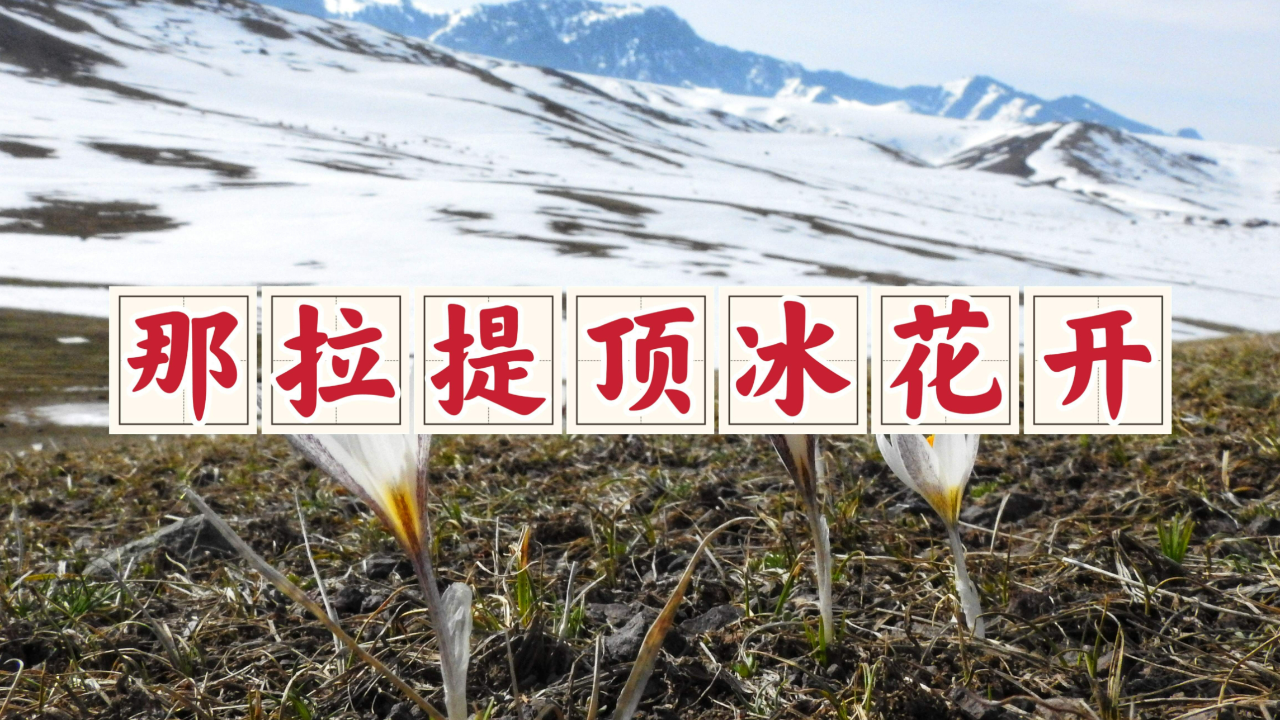 新疆那拉提顶冰花惊艳盛开,快来感受这自然之美的震撼吧