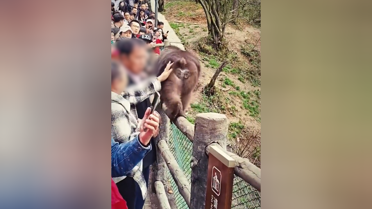 文明观猴!猴子被摸屁股转头咬伤另一游客