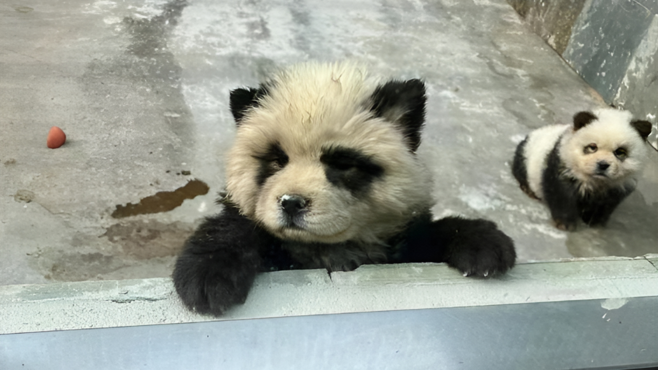 泰州动物园熊猫犬引争议,回应:特地引进,引进时已染色