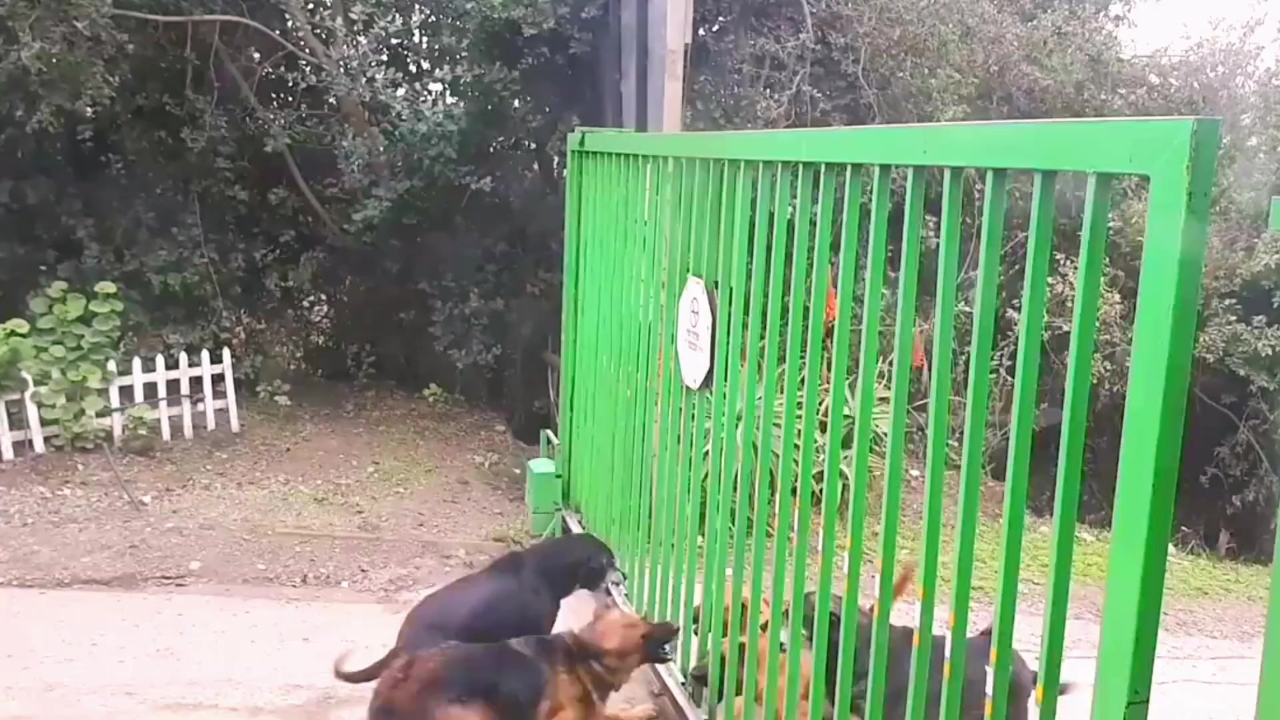 狼犬隔着铁门和一群土狗对骂,主人打开了铁门,气氛瞬间就尴尬了