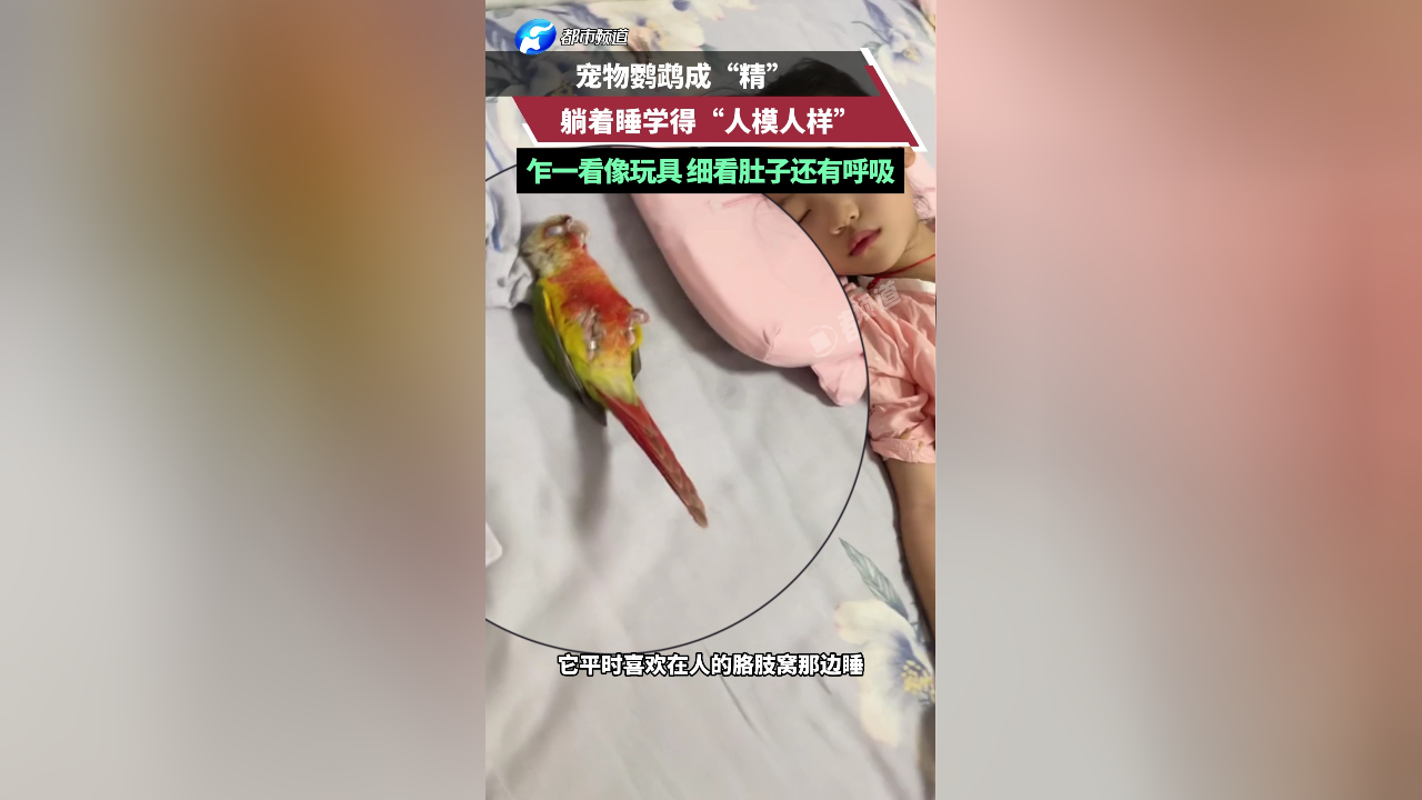 宠物鹦鹉成"人精" 躺着睡学得"人模人样"