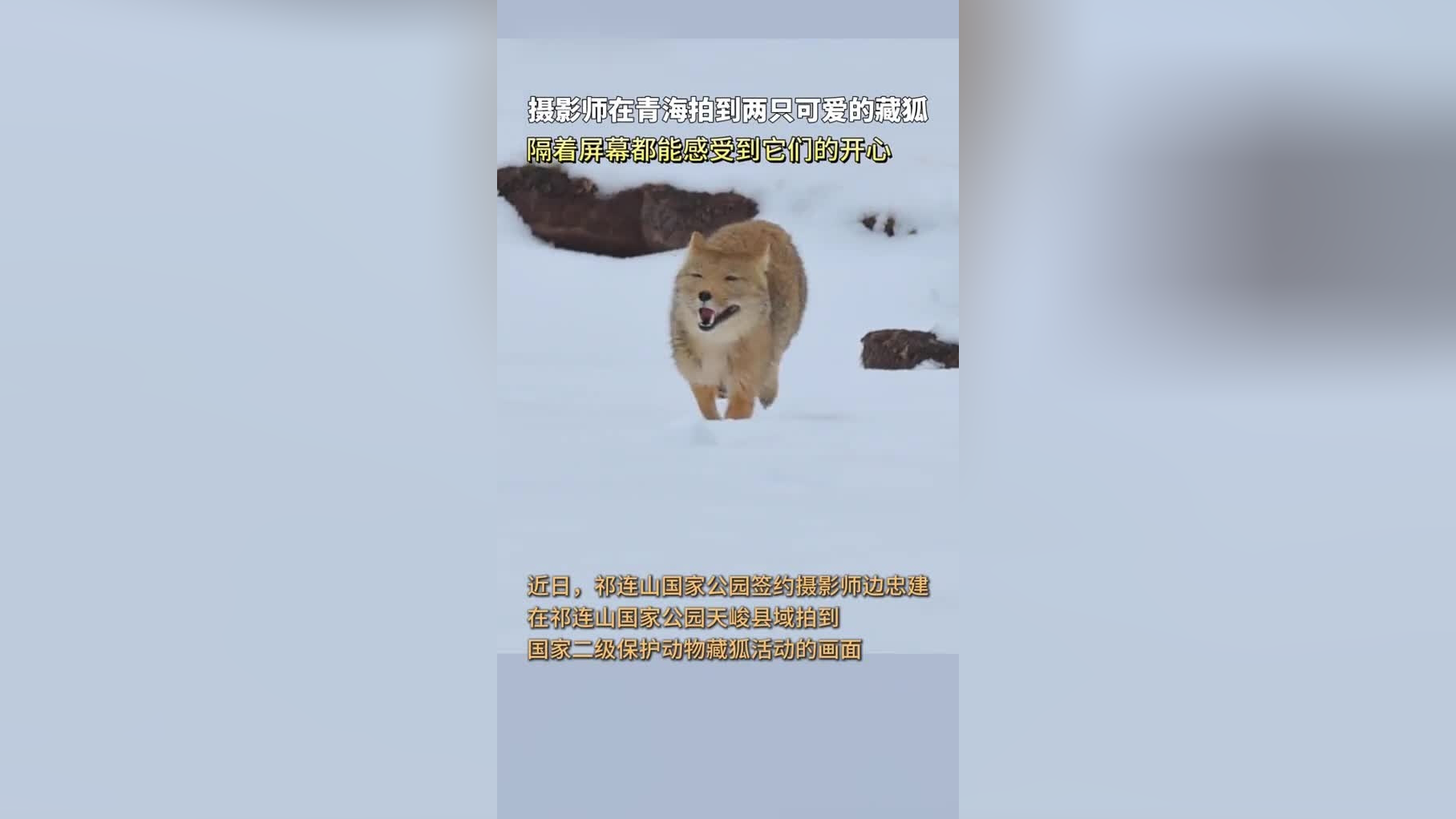 摄影师在青海拍到两只可爱的藏狐,隔着屏幕都能感受到它们的开心