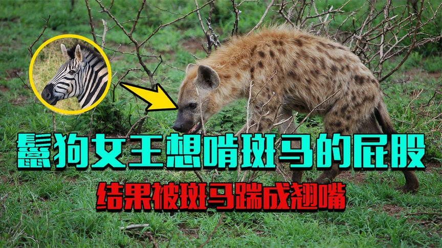 鬣狗女王带队群殴斑马,自己嘴馋冲的最快,被斑马一脚踢成翘嘴