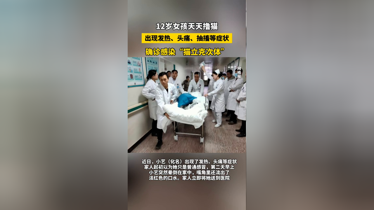 12岁女孩住进icu,祸首竟是"撸猫"