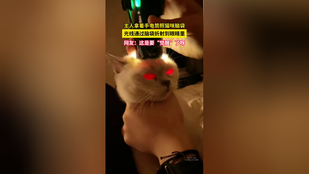 主人拿着手电筒照猫咪脑袋光线通过脑袋折射到眼睛里