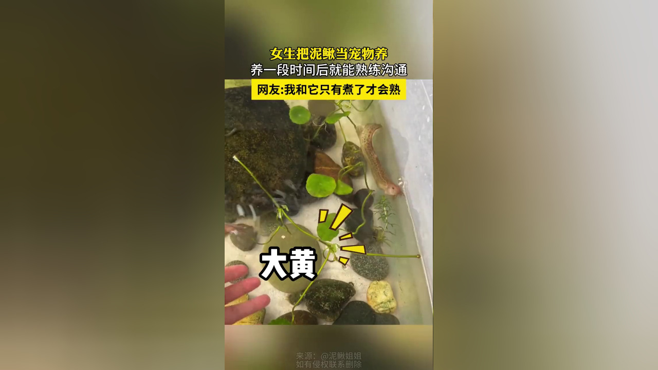 女生把泥鳅当宠物养养一段时间后就能熟练沟通