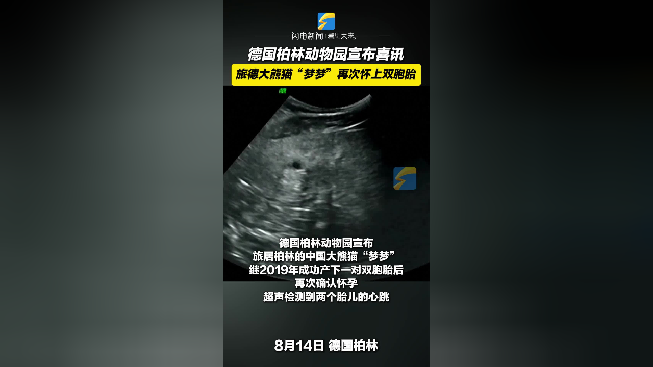德国柏林动物园宣布喜讯 旅德大熊猫"梦梦"再次怀上双胞胎