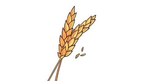 小麦怎么画,教你画小麦,一分钟就能学会,特别简单!