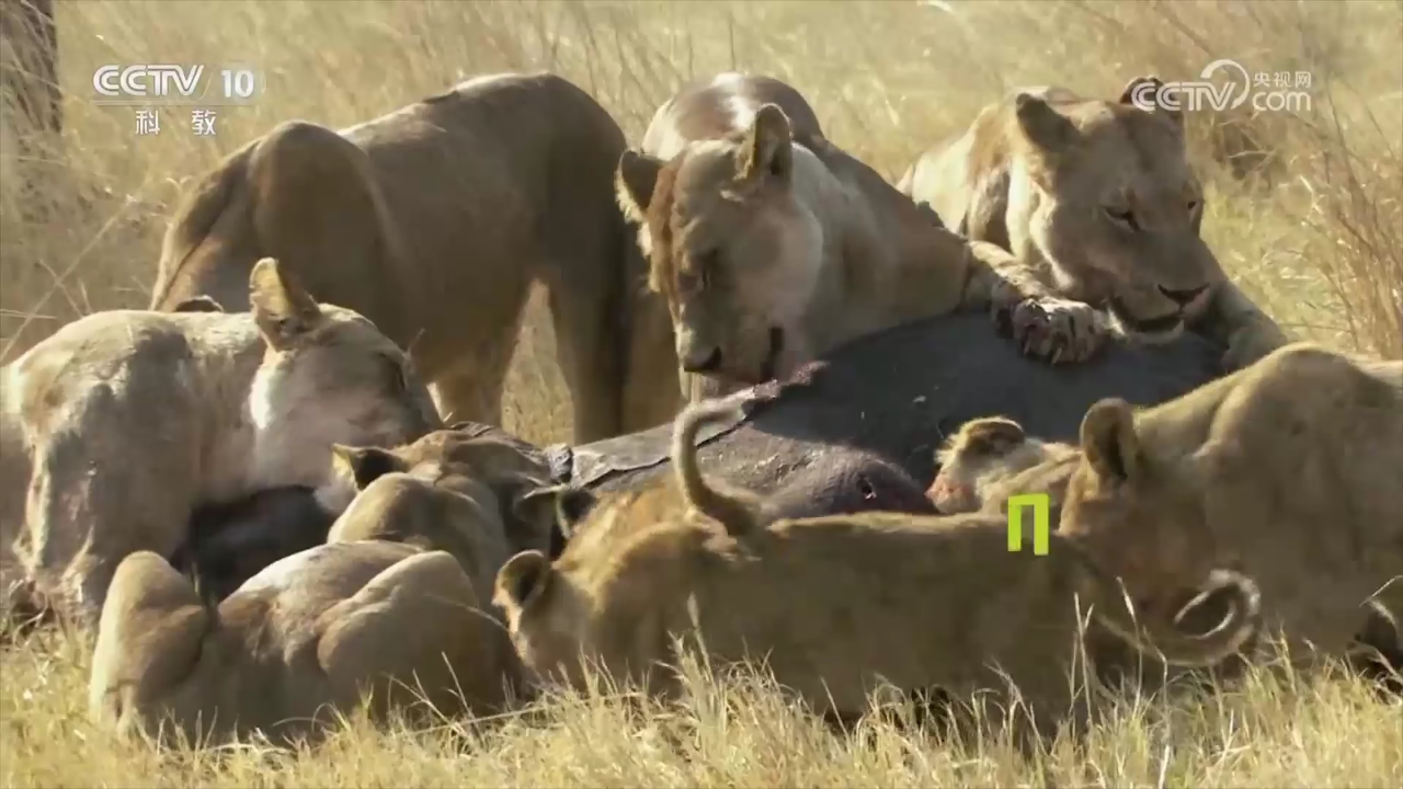 狮群究竟运用何种策略狩猎大象？且让我们一同深入探寻其中奥秘_腾讯新闻
