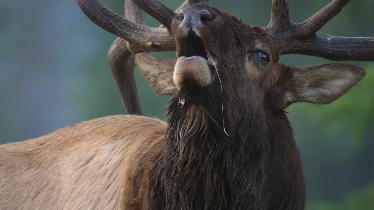 自然之声[普通话]丨麋鹿是怎样通过叫声求偶的?
