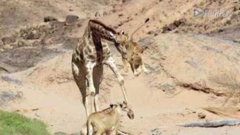 一身是胆  狮子可以猎杀比自己高大10倍的长颈鹿！