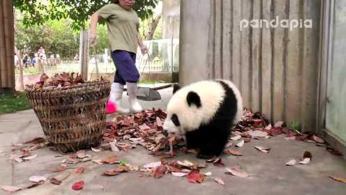 熊猫和饲养员之间的斗争