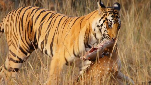 霸气老虎捕食梅花鹿,小鹿插翅难飞
