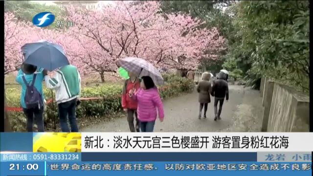 新北:淡水天元宫三色樱盛开 游客置身粉红花海