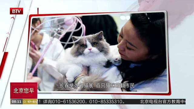 长春举办名猫展 百只猫咪萌翻市民