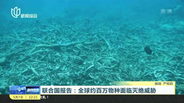 联合国报告:全球约百万物种面临灭绝威胁