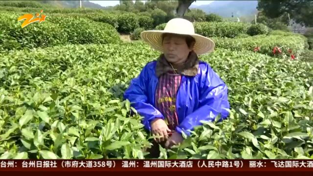 网上贩卖防伪标签 西湖龙井茶如何“防伪”?(一):“西湖龙井”防伪标识25元一枚 可以随意贴