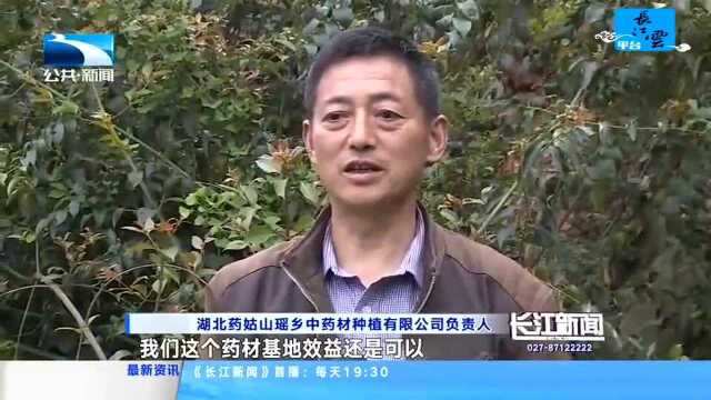 通城:唤醒“瑶”远的记忆 打造“中华古瑶第一村”