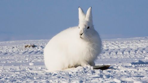 北极还有兔子？这雪白雪白的，不是嫦娥公主的玉兔吧？