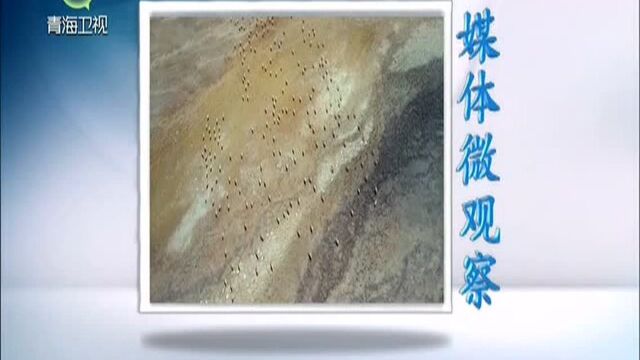 中国新闻网:蓝绿空间占比超七成 青海高颜值爆红网络