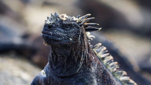 被冻到肌肉无力的蜥蜴爬悬崖 你信它就为了吃一口草?