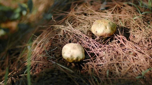 第7集 云南野生菌火锅视频素材