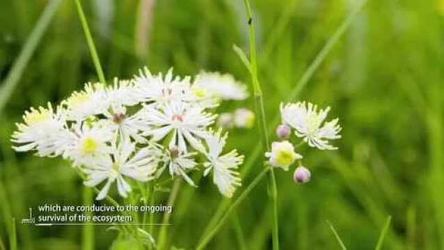 05Treasuring the topsoil and subalpine meadow