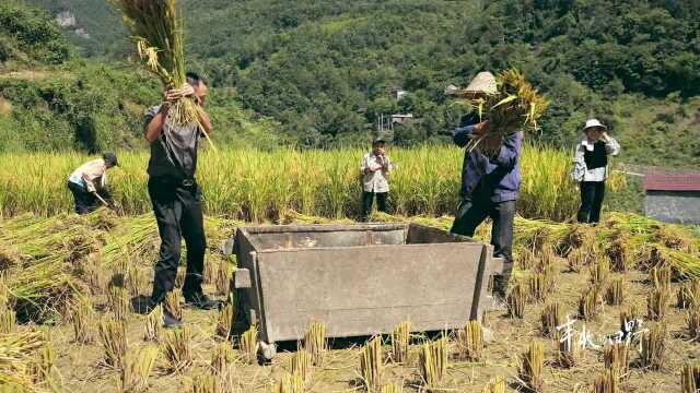 忙碌的稻田变热闹赛场?处处感受得到丰收的喜悦