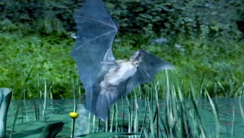 蝙蝠的超声波能帮助盲人导航？