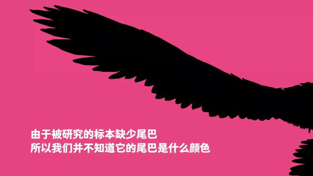 第10集 第一种被精确地鉴定出颜色的恐龙——近鸟龙 陆飞