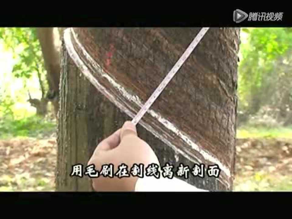 橡胶树割胶新技术2_高清1080P在线观看平台_腾讯视频