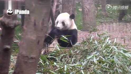 小熊猫吃竹子 这个呆呆的表情简直太萌了