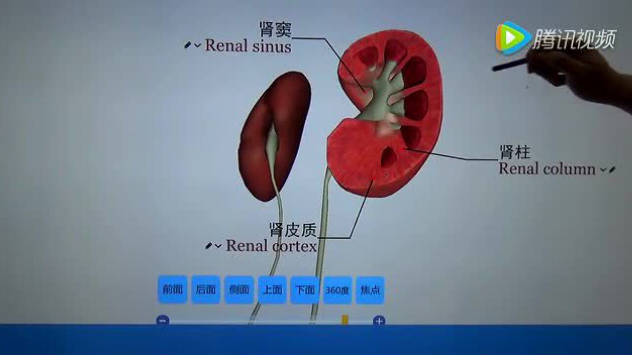 3D解剖教学肾基本结构_高清1080P在线观看平台_腾讯视频
