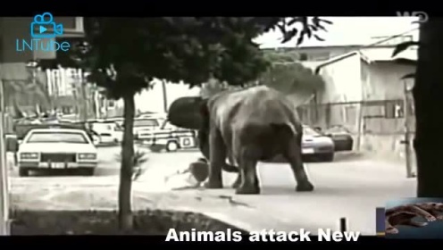 最新野生动物攻击人类视频锦集 太恐怖了！