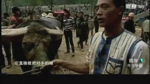 中国最凶悍的斗牛（贵州擎天柱），这才叫牛啊