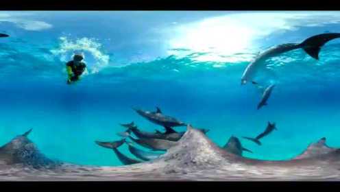 其实海豚的声音挺好听的 再配上蔚蓝的海洋更美了
