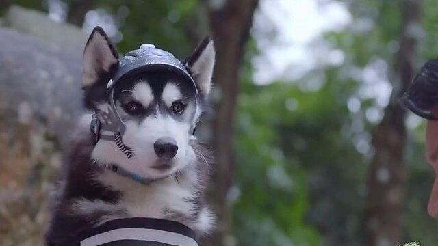 神犬小七中的山神主人落水,它却看着_腾讯视频