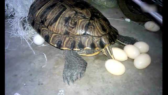 乌龟下蛋 好兆头图片