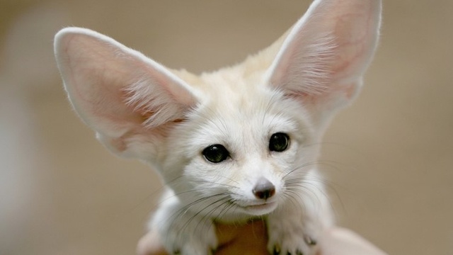 长着一双大耳朵的小狐狸:耳廓狐