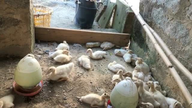 养生篮球04:14表哥带你压弯苗苗游戏04:53随机截图大作战,儿子截到