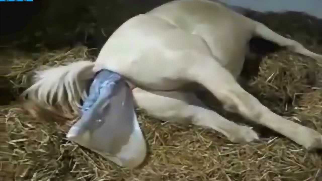 全程实拍母马分娩生小马：母爱太伟大了_高清