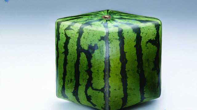 日本种植出了正方形西瓜很自豪切开一看我笑了