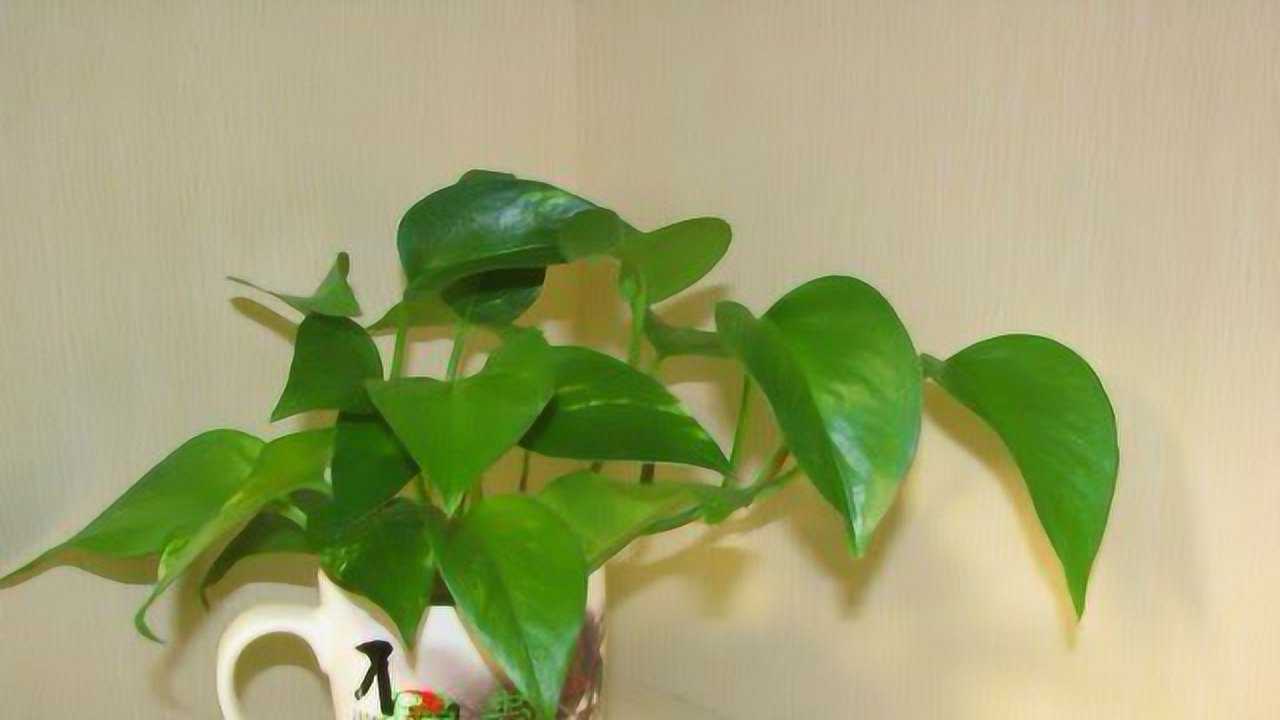 白醋喷洒绿萝真的能促进光合作用